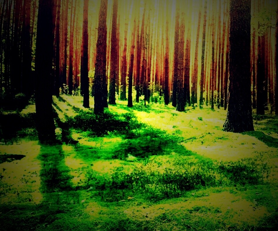 Солнечный лес обои