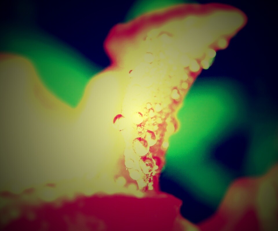 Капли росы на лепестке обои