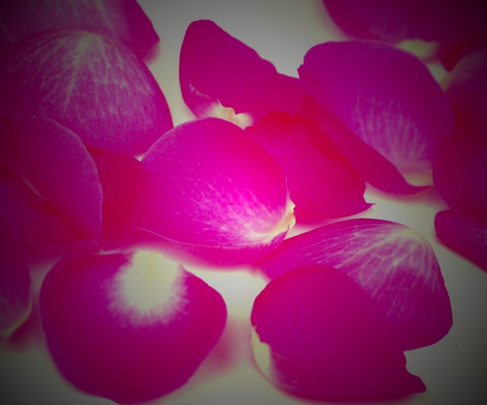 Лепестки розы обои