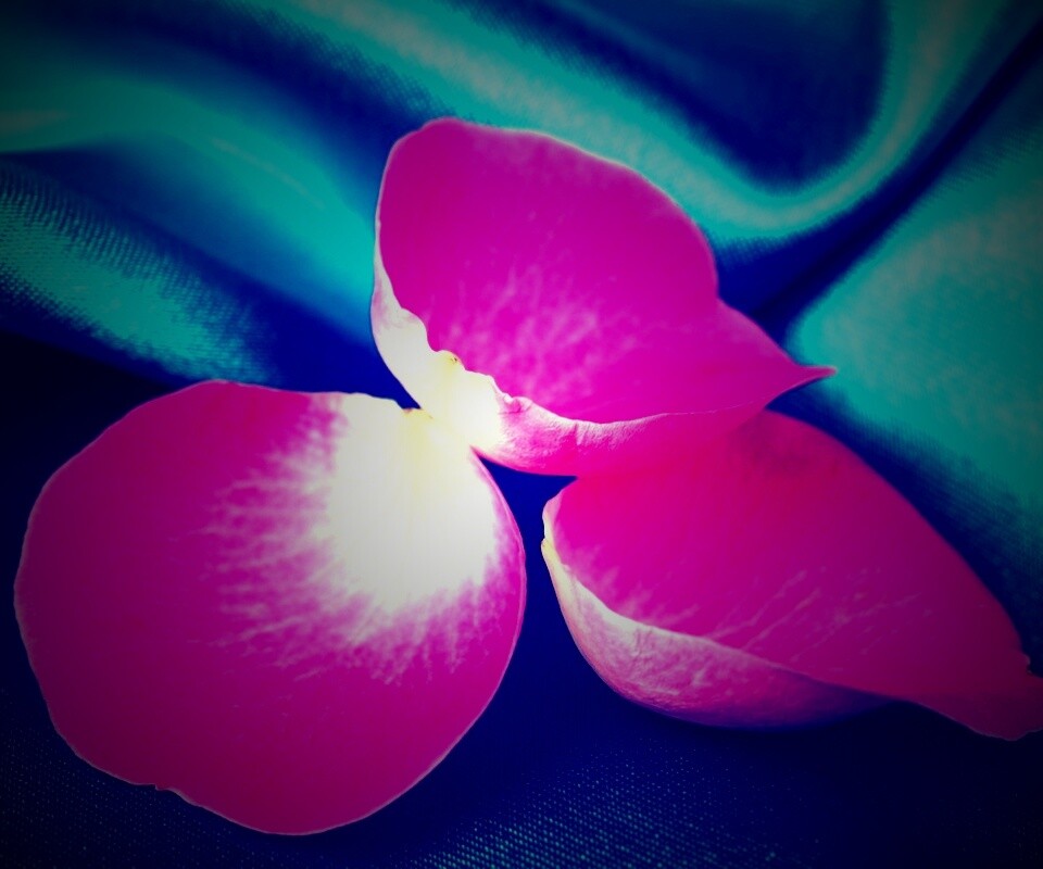 Лепестки розы на голубой ткани обои