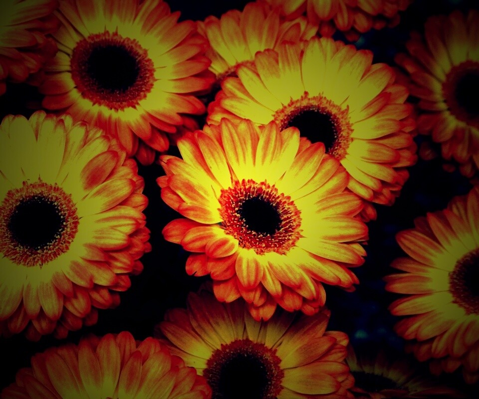 Желтые герберы обои