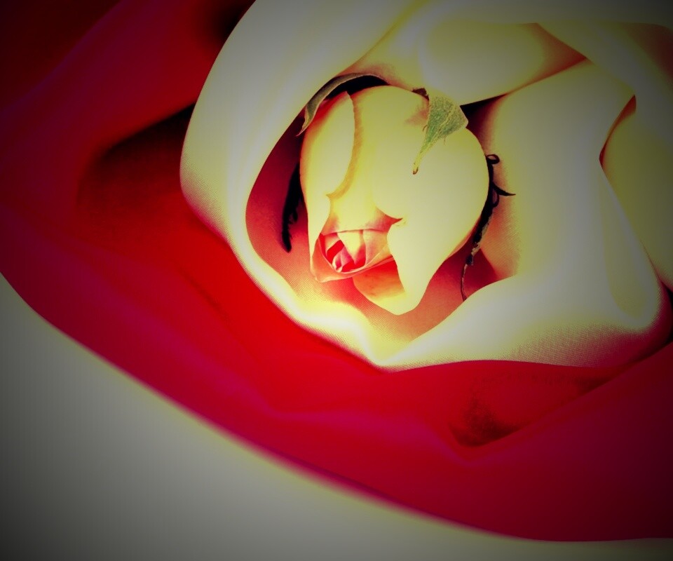 Нераспустившийся цветок розы в шелке обои