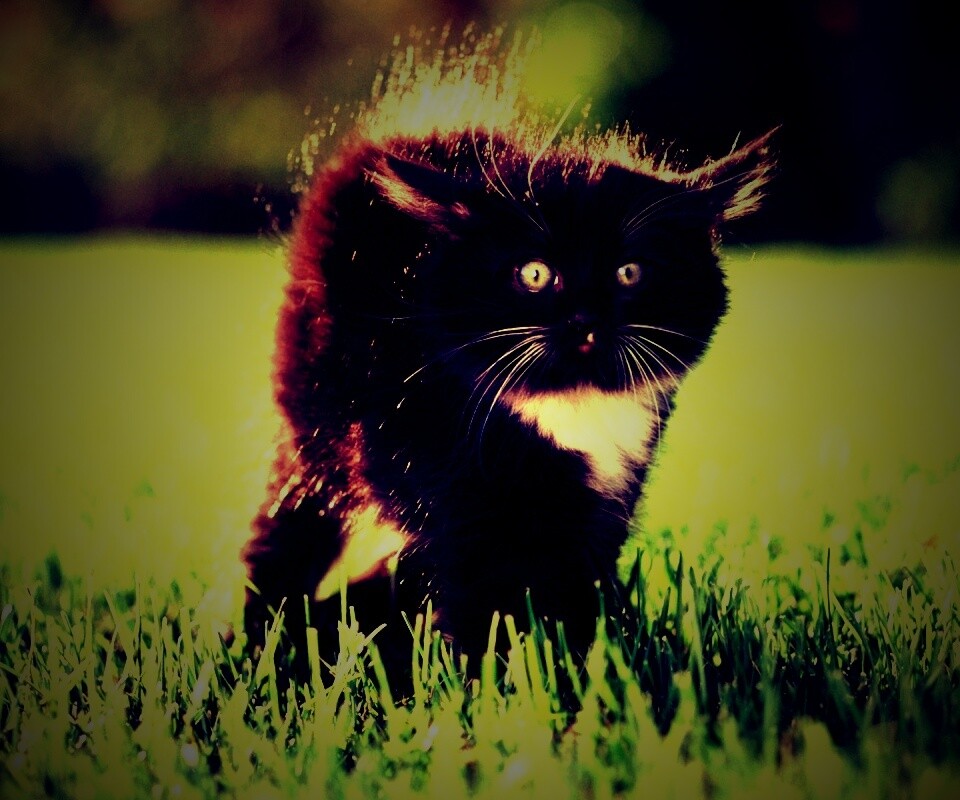 Кот воитель обои