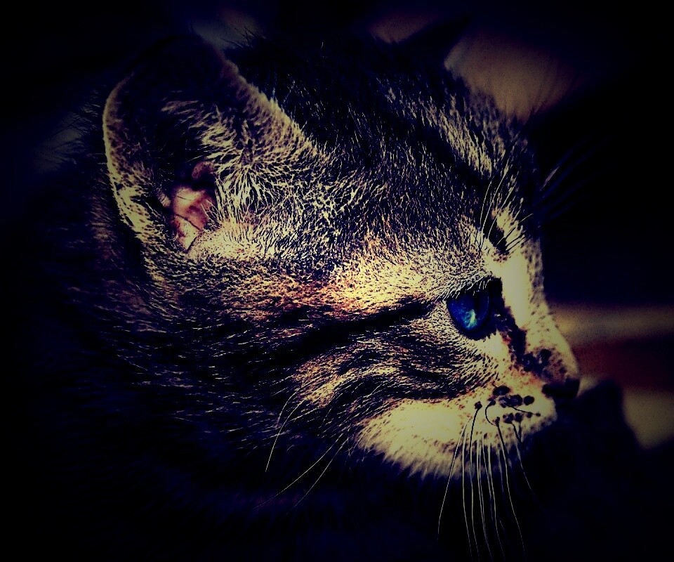 Котенок с голубыми глазами обои