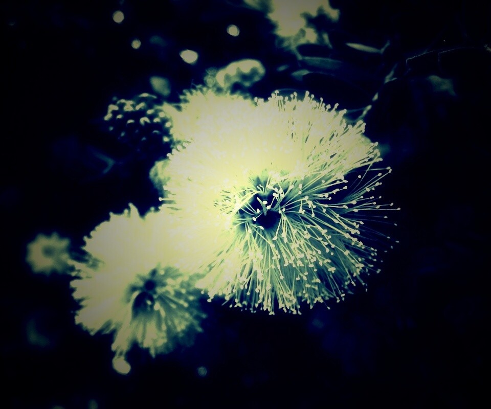 Сказочный цветок обои