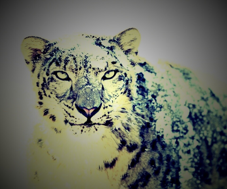Снежный леопард обои