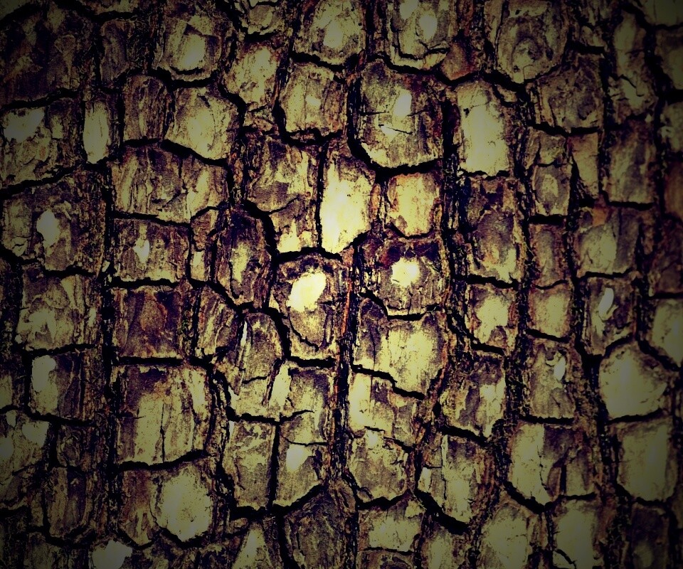 Кора дерева обои