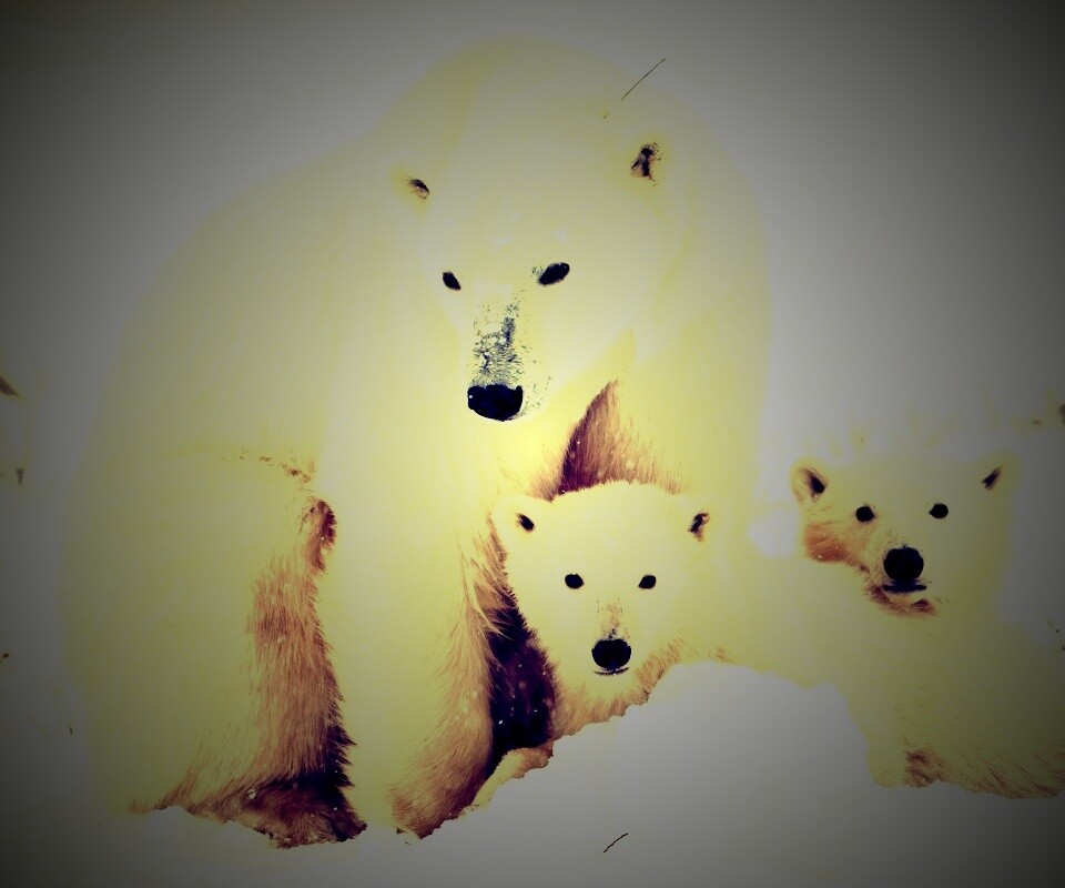 Белые медведи обои