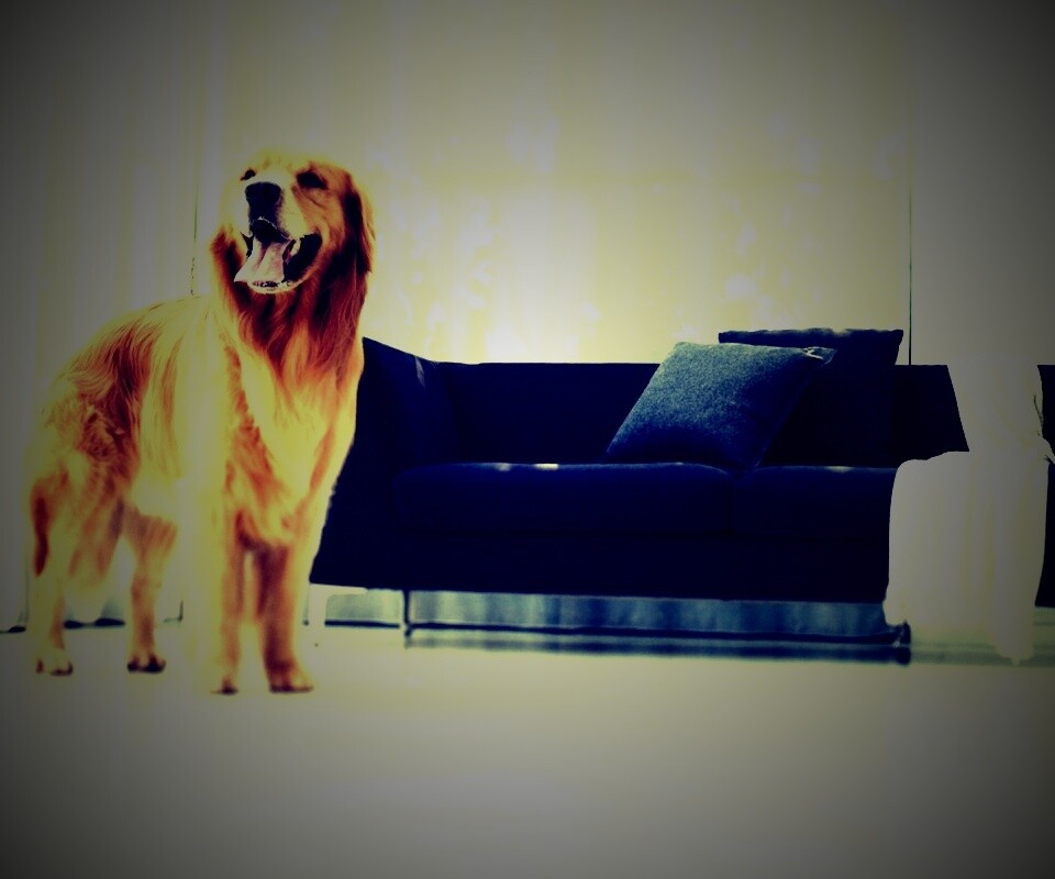 Собачка обои