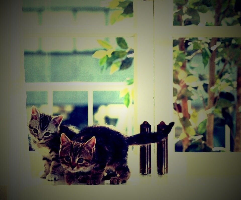 Милые котята обои