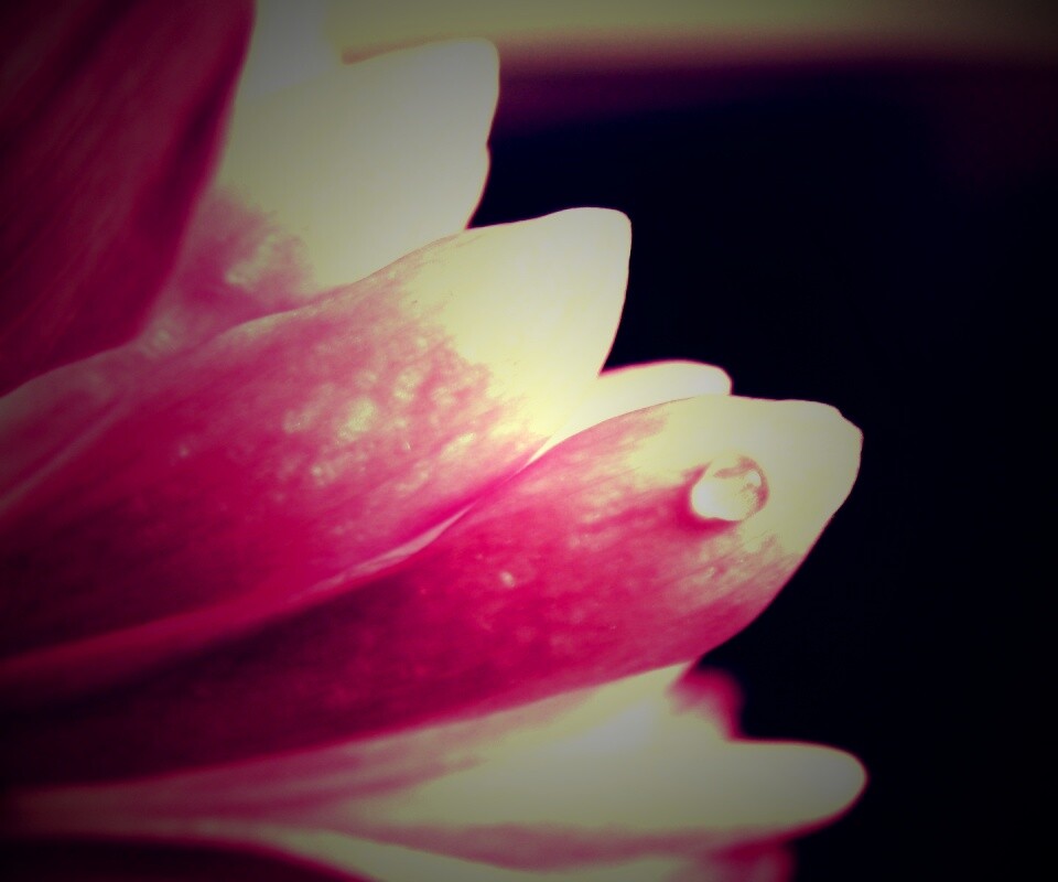 Капля на лепестке обои