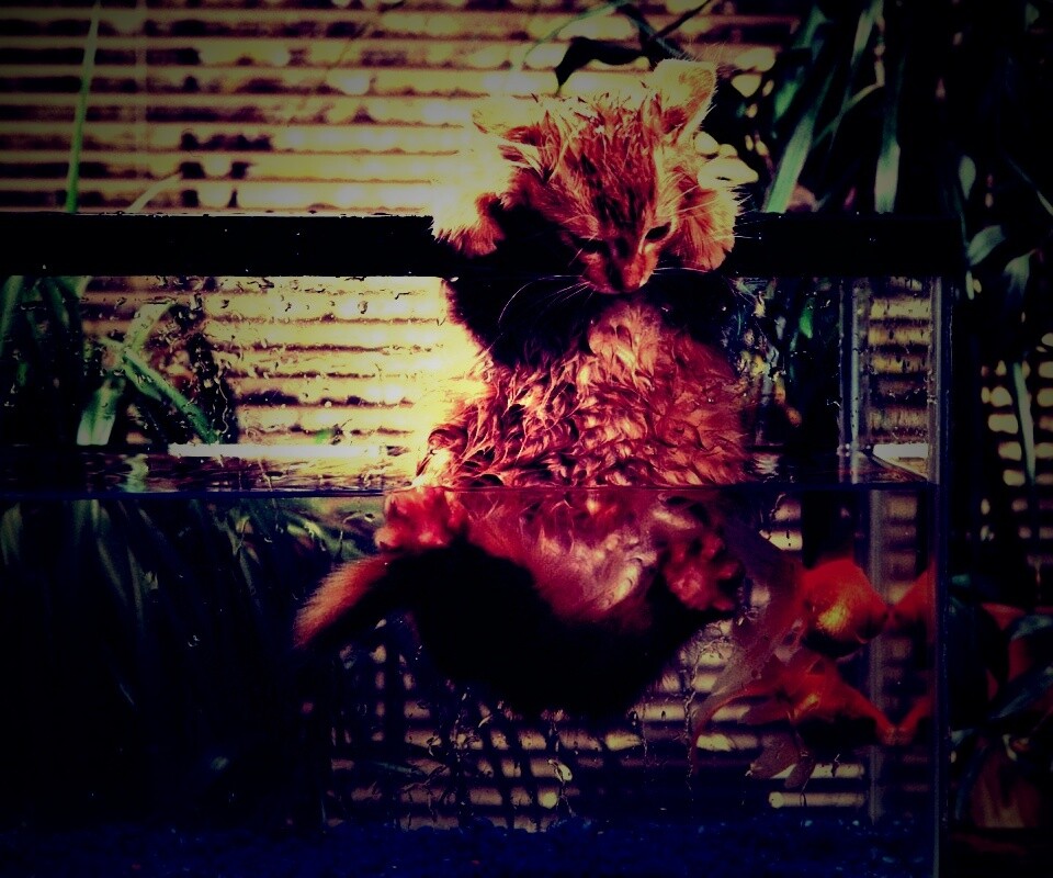 Мокрая киска обои