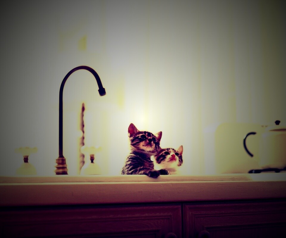 Два котенка обои