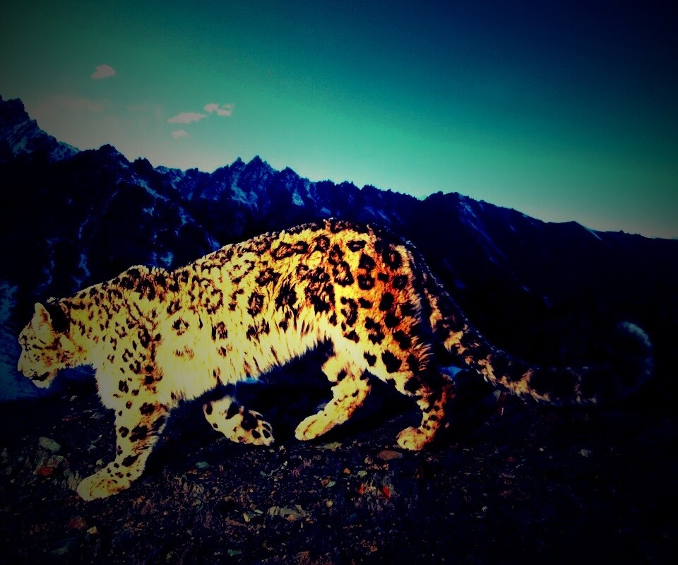 Леопард обои
