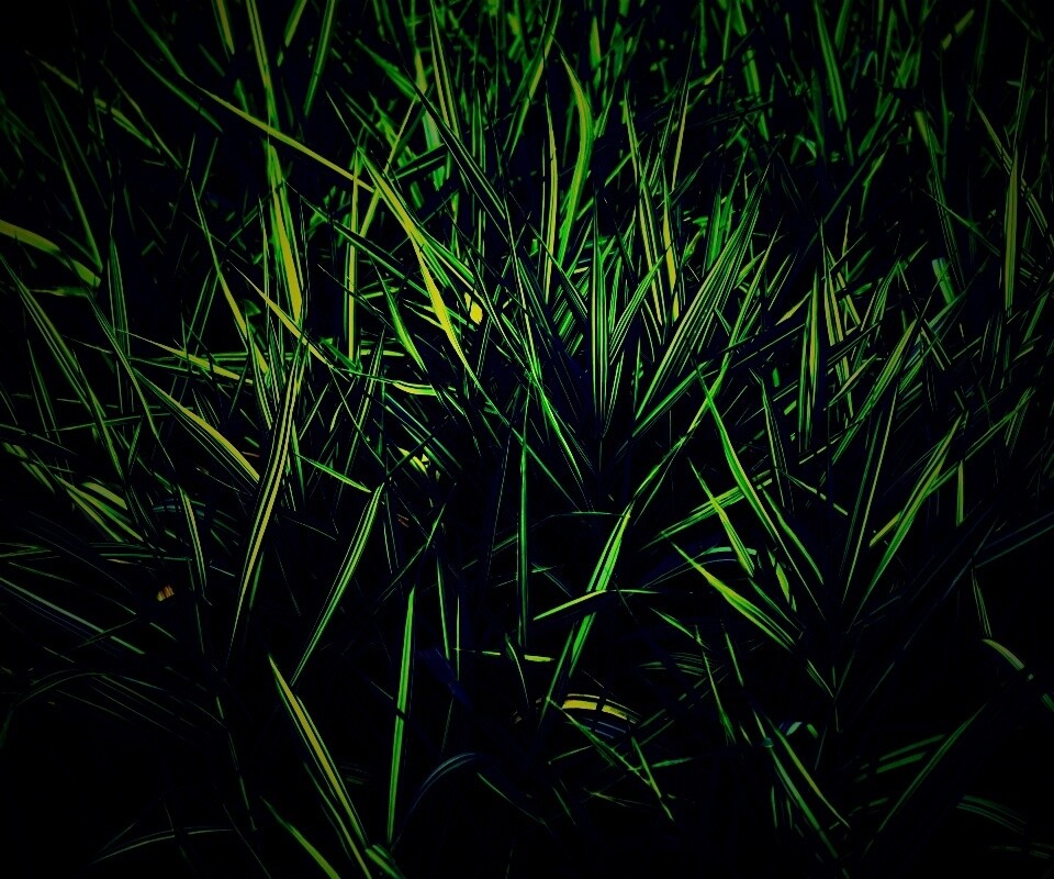 Дикая трава обои