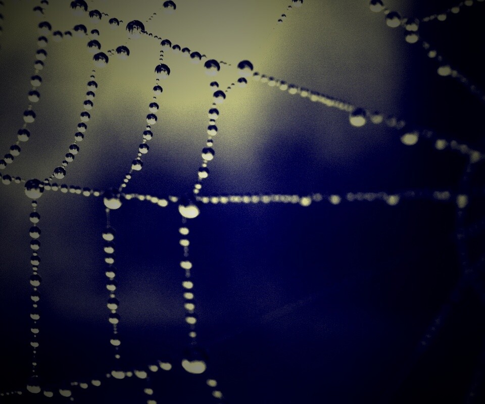 Капли на паутине обои