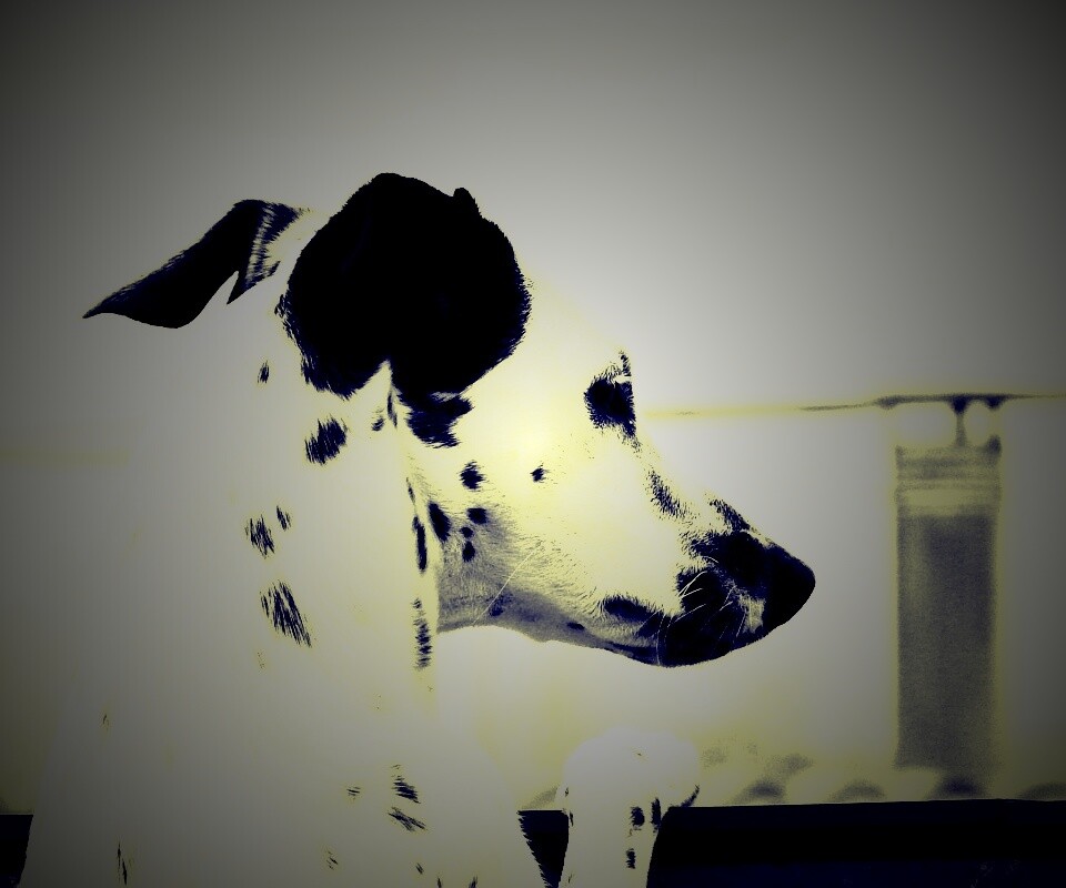 Долматинец смотрит вдаль обои