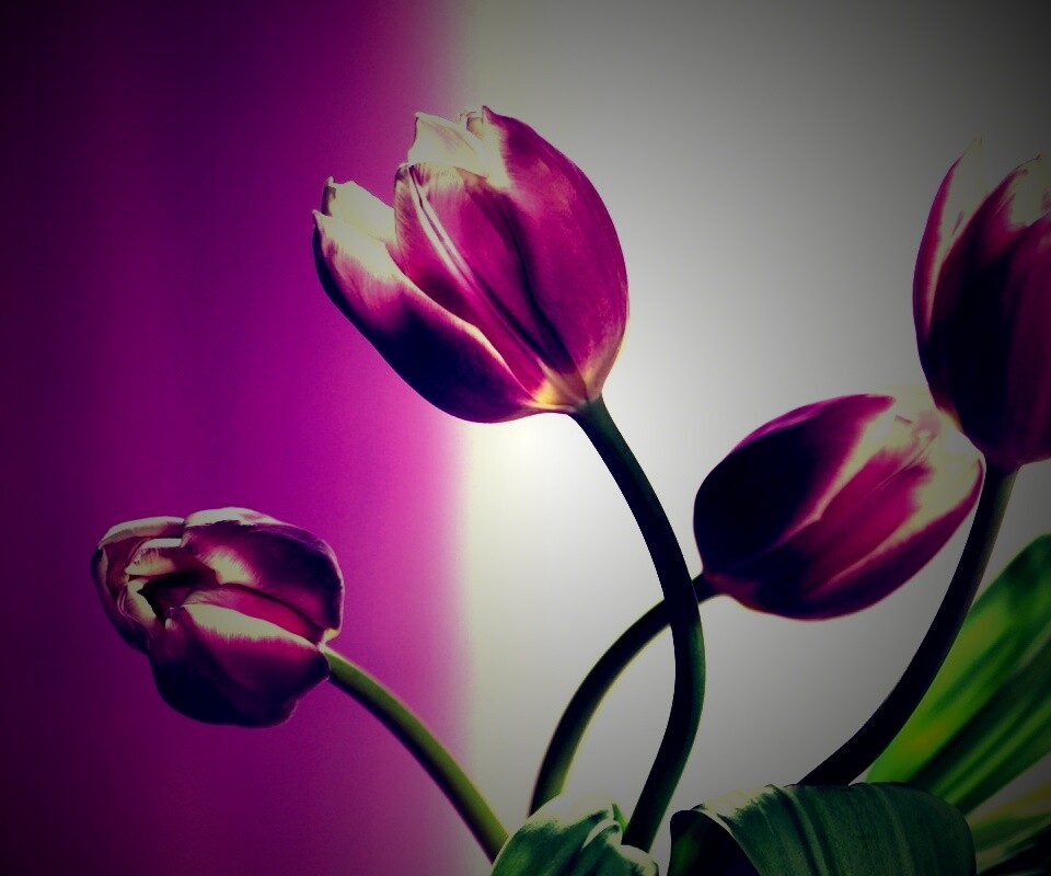 Сиреневые цветы обои