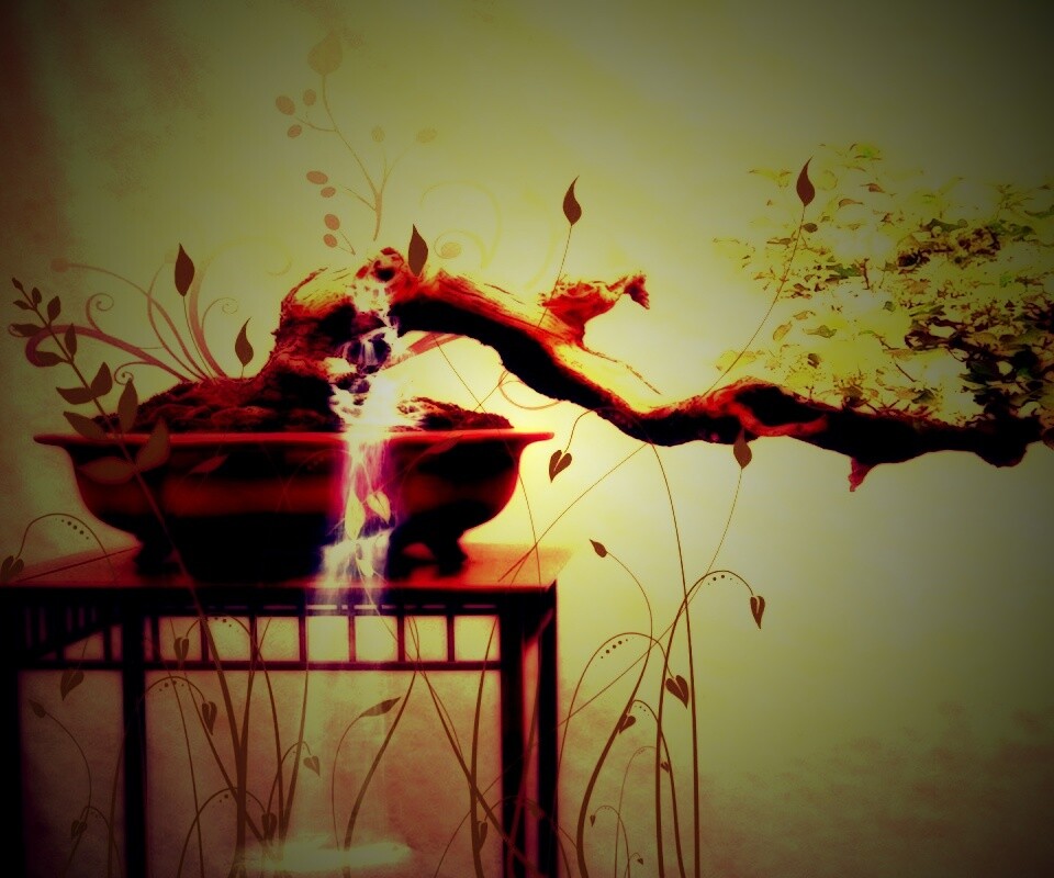 Карликовое дерево обои