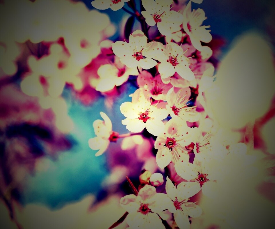 Цветение вишни обои