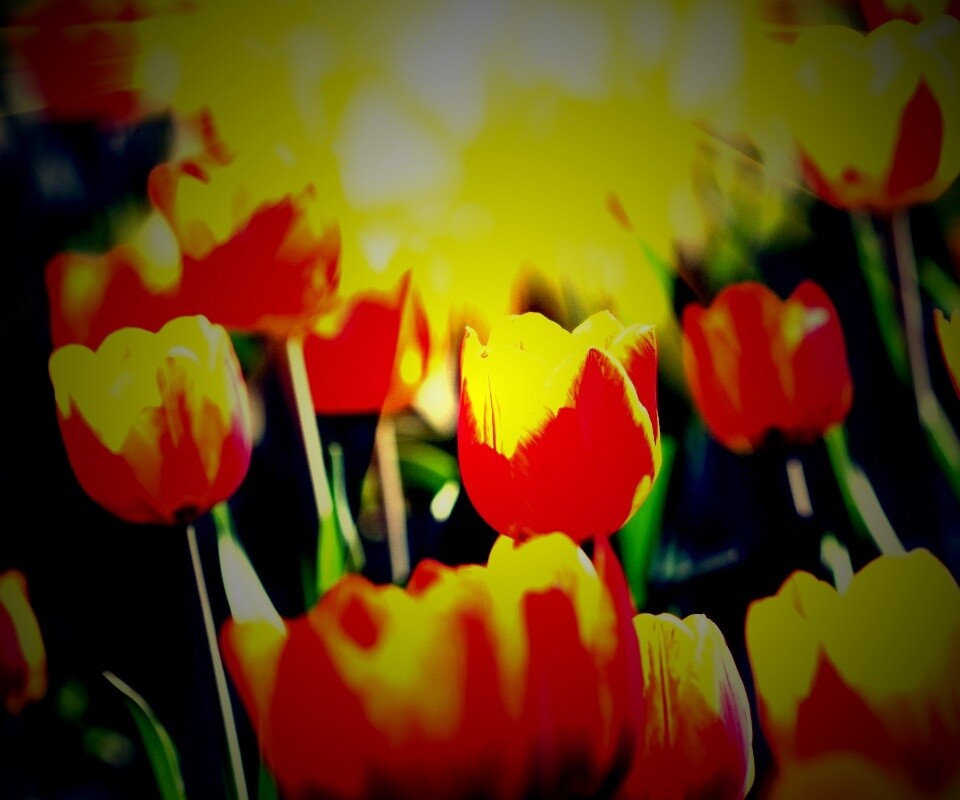 Солнечные тюльпаны обои