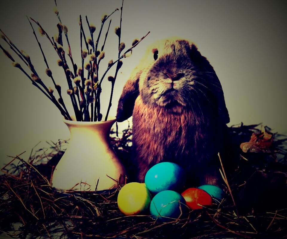 Пасхальный кролик обои