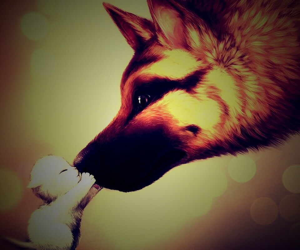 Овчарка и котенок обои