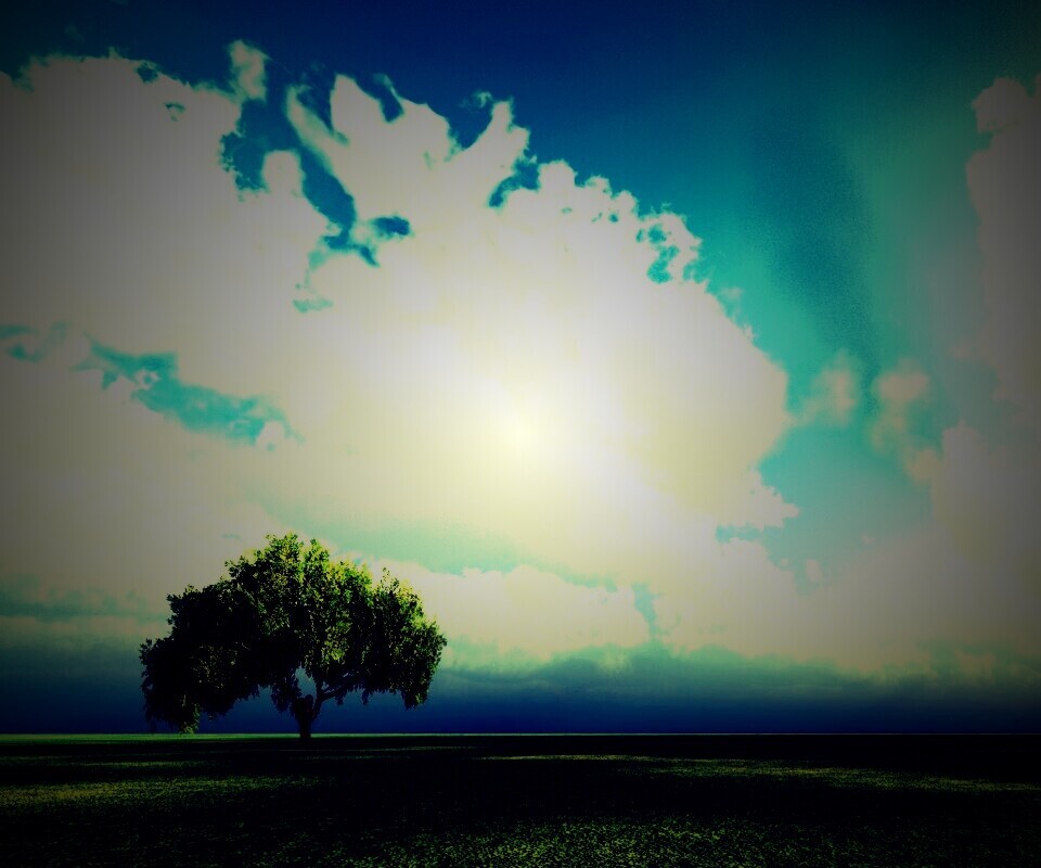 Одинокое дерево обои