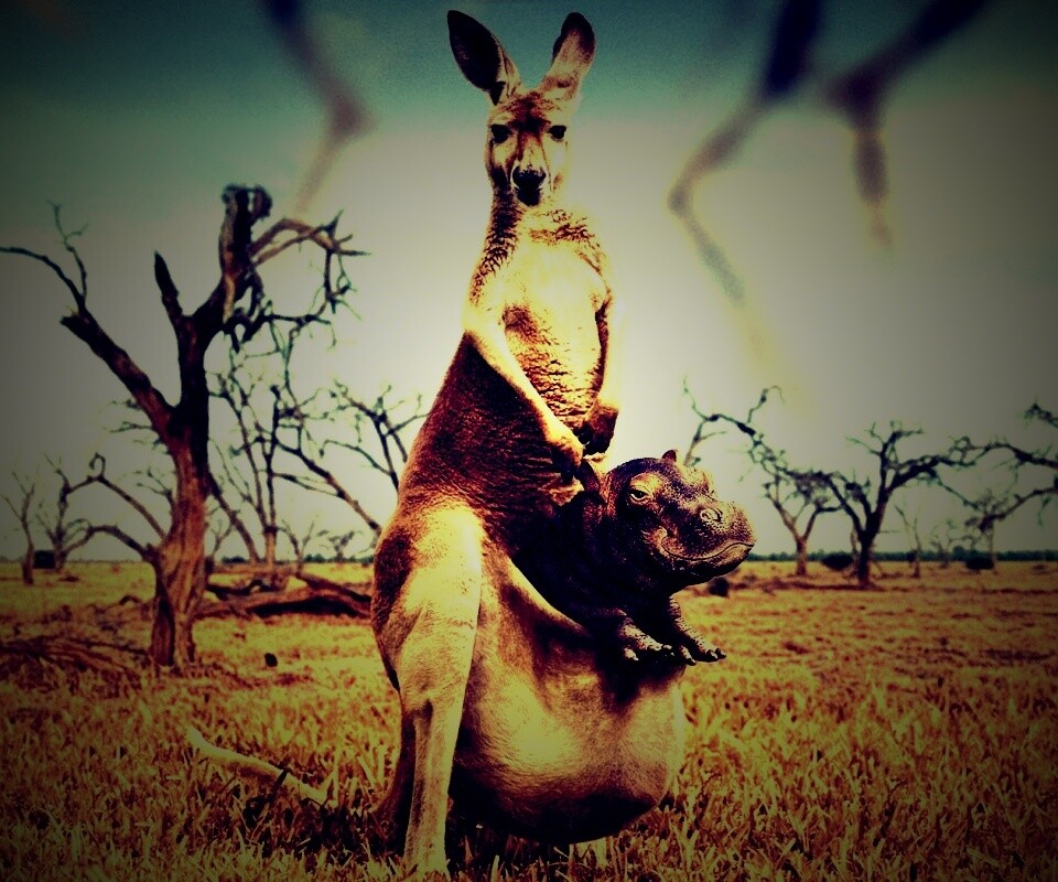 Кенгуру с бегемотом в сумке обои