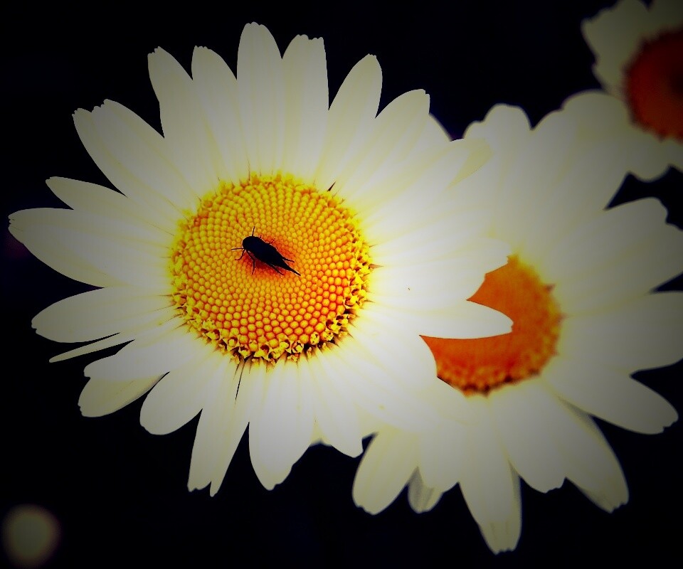 Ромашки обои