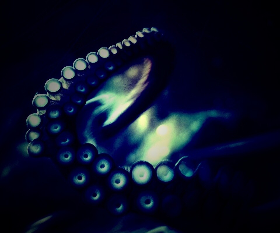 Щупальце обои