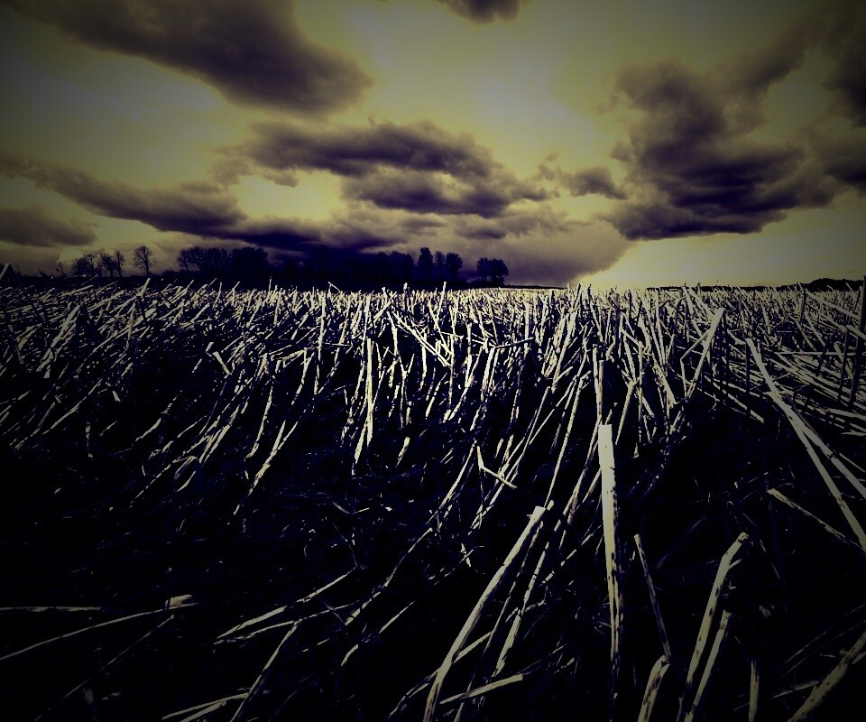 Убранное поле обои