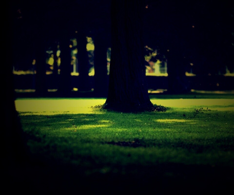 Ствол дерева обои