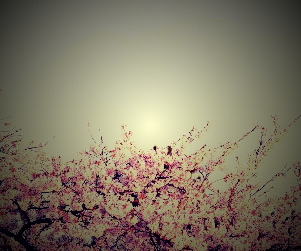 Цветение вишни в горах обои