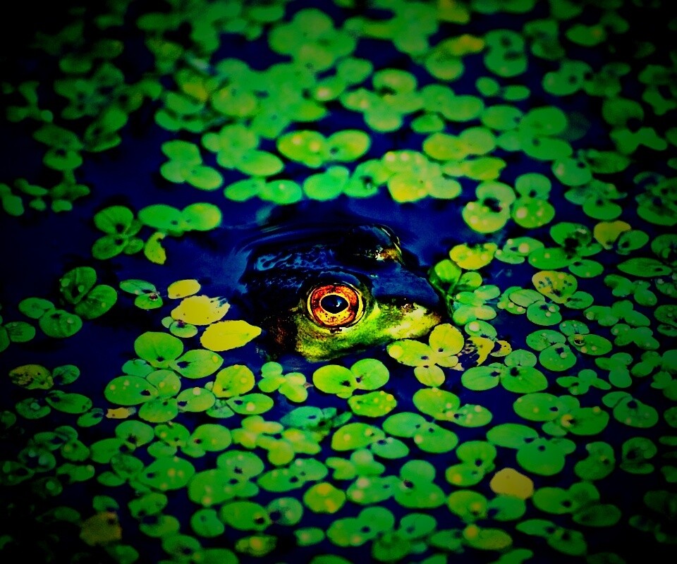 Маленькая лягушка обои