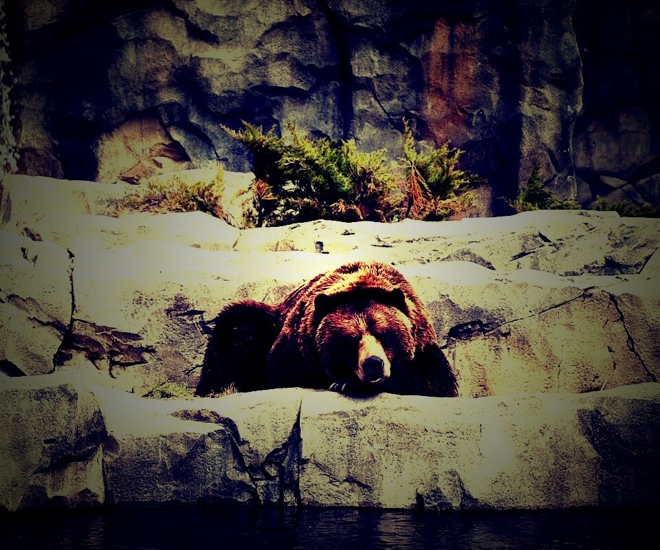 Медведь обои