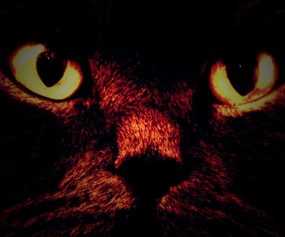 Черный кот с оранжевыми глазами обои