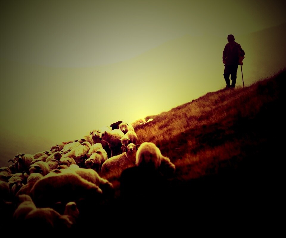 Пастух и стадо обои
