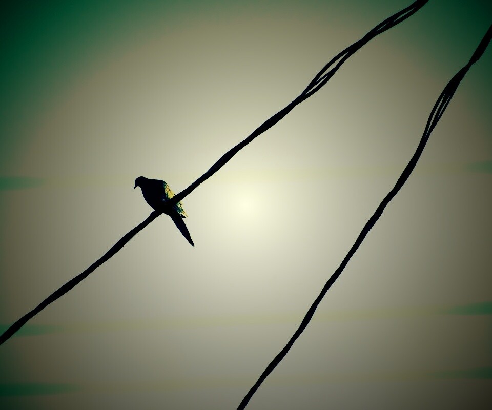 Птица на проводе обои