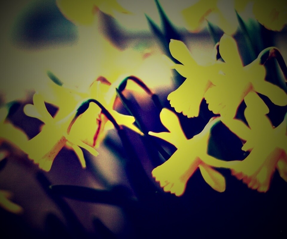 Нарциссы обои