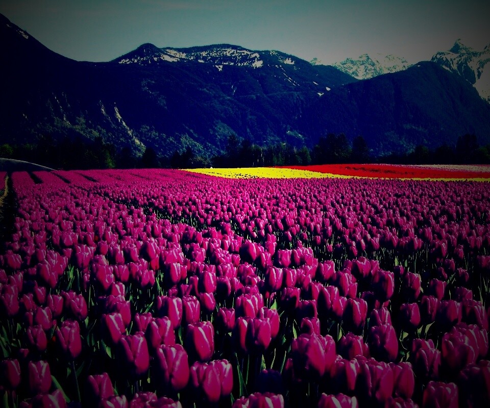 Поле тюльпанов обои