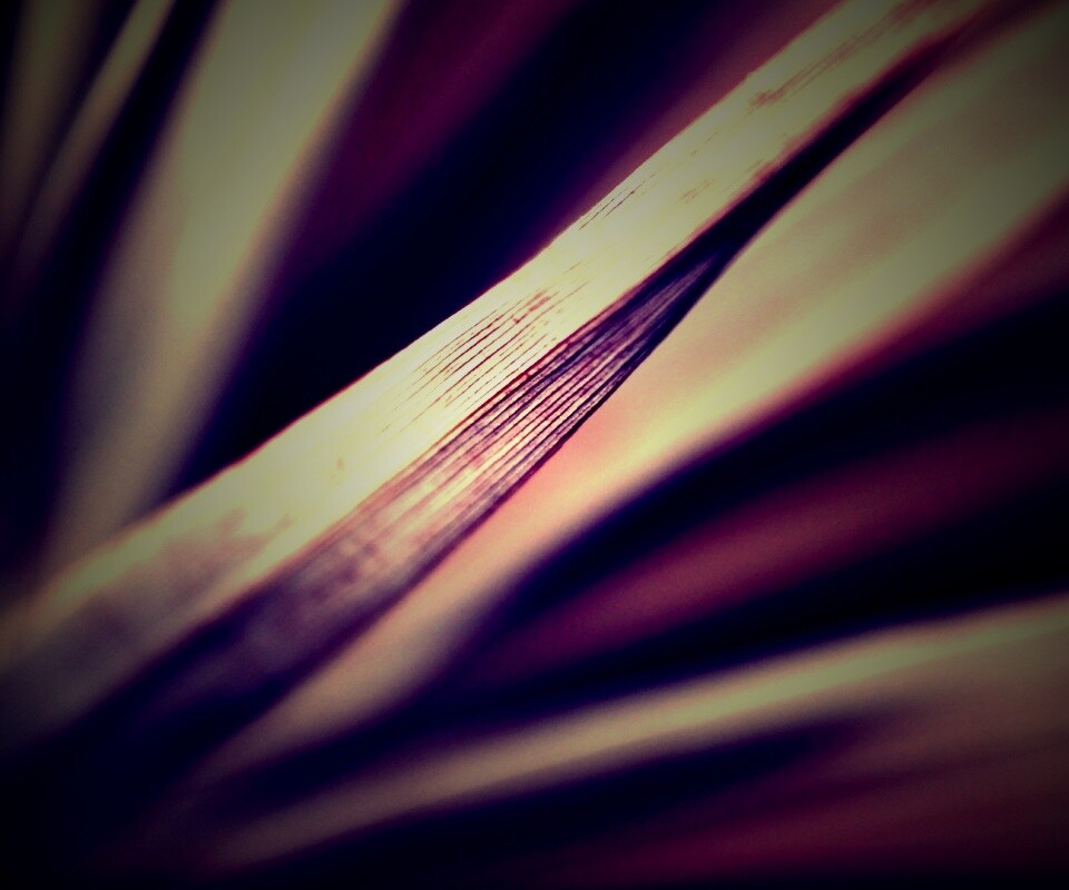 Сухое растение обои