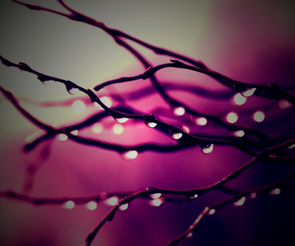 Капли на ветке обои