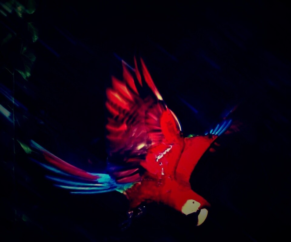 Рисованный ара обои