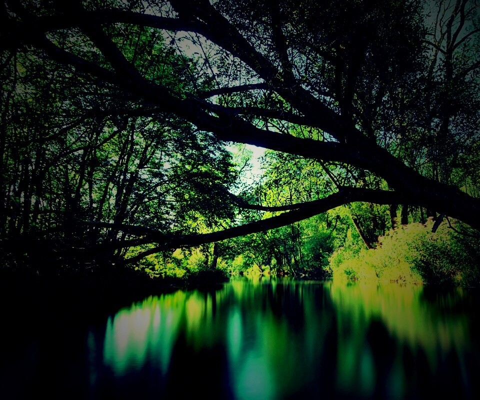 Спокойная лесная река обои