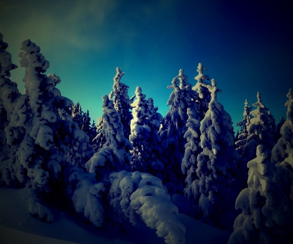 Ели в снегу обои
