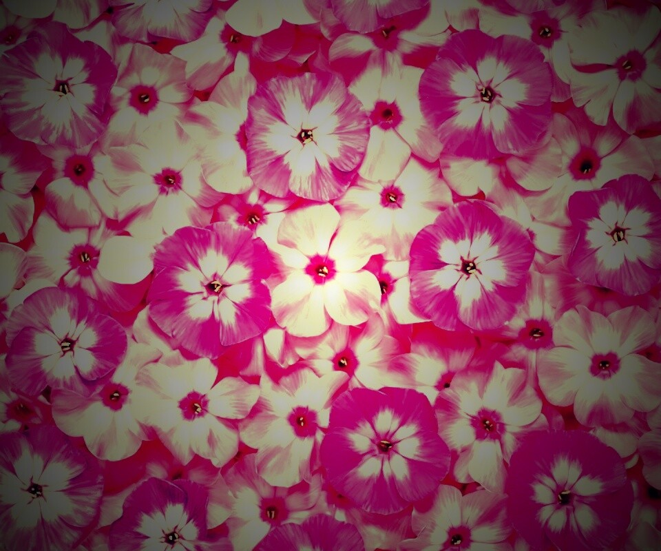 Розовые цветочки обои