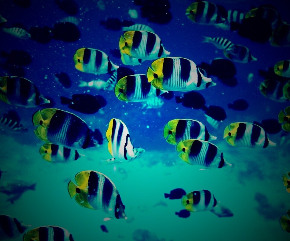 Косяк тропических рыбок обои