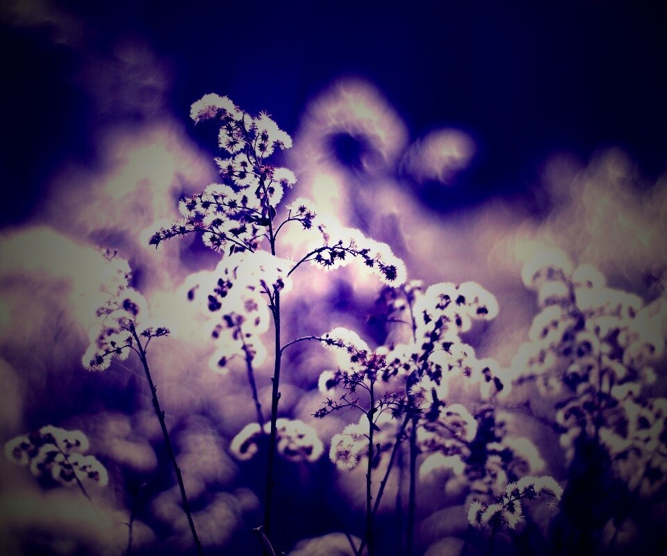 Сиреневые цветы обои