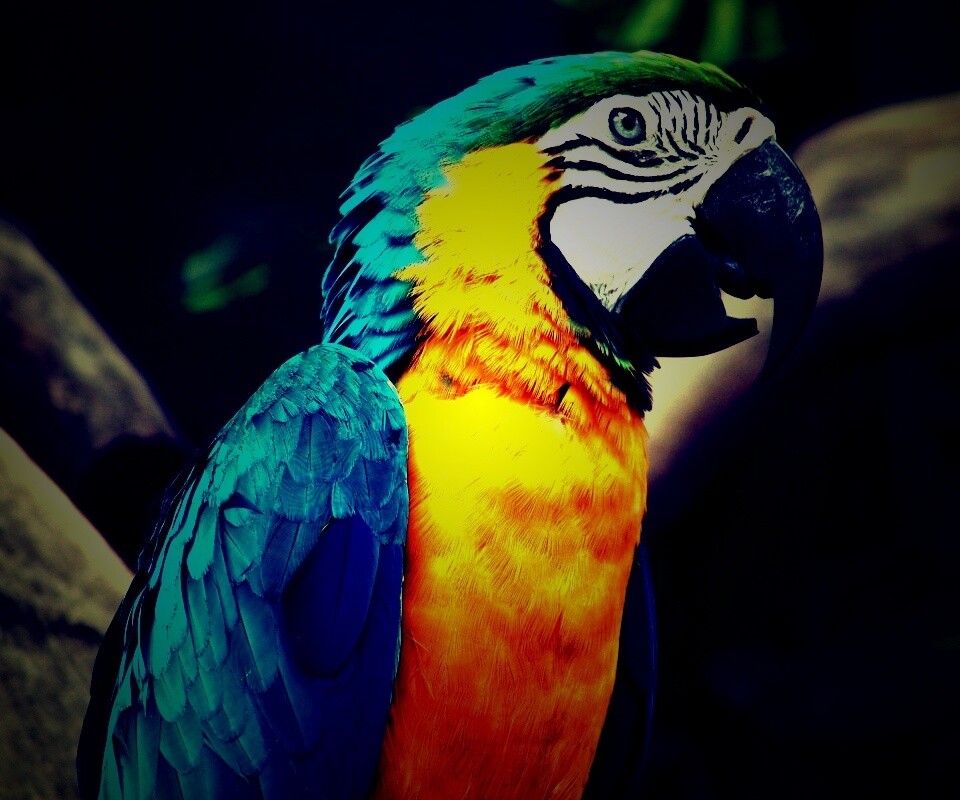 Разноцветынй попугай обои